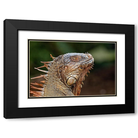 Green Iguana-Costa Rica Black Modern Wood Framed Art Print with Double Matting by Jones, Adam