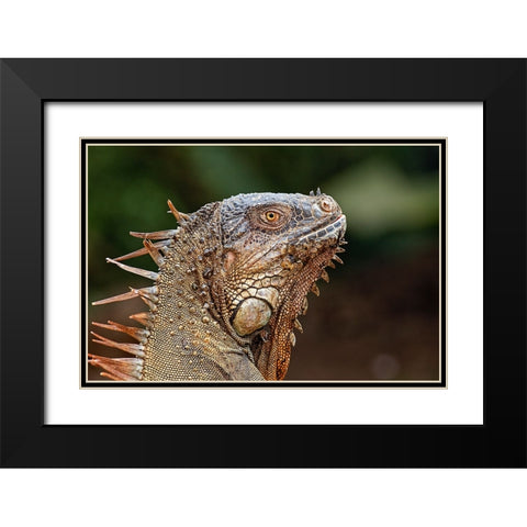 Green Iguana-Costa Rica Black Modern Wood Framed Art Print with Double Matting by Jones, Adam