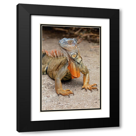 Green Iguana-Costa Rica Black Modern Wood Framed Art Print with Double Matting by Jones, Adam