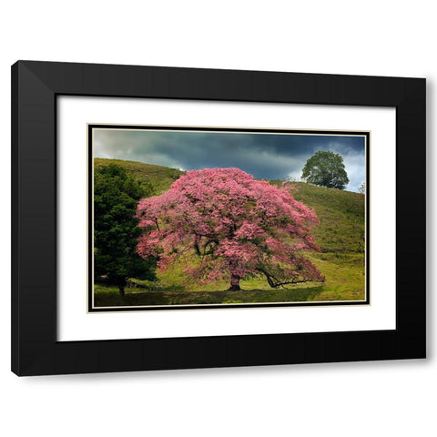 Single large flowering tree-Costa Rica Black Modern Wood Framed Art Print with Double Matting by Jones, Adam