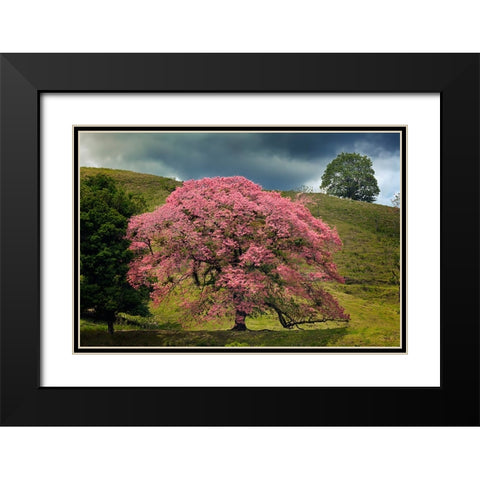 Single large flowering tree-Costa Rica Black Modern Wood Framed Art Print with Double Matting by Jones, Adam