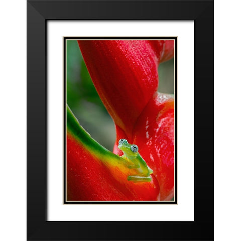 Ghost Glass Frog-Costa Rica Black Modern Wood Framed Art Print with Double Matting by Jones, Adam