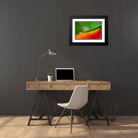 Ghost Glass Frog-Costa Rica Black Modern Wood Framed Art Print with Double Matting by Jones, Adam