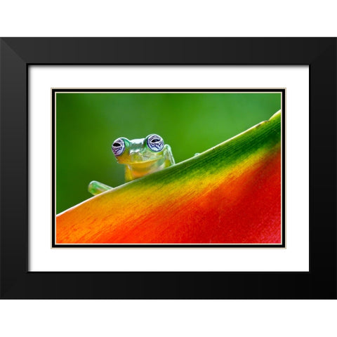 Ghost Glass Frog-Costa Rica Black Modern Wood Framed Art Print with Double Matting by Jones, Adam