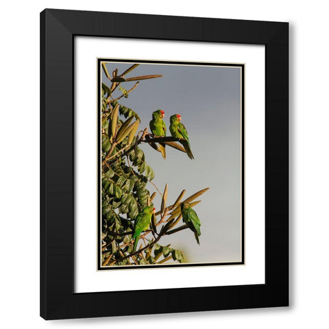 Red-lored Parrots-Costa Rica Black Modern Wood Framed Art Print with Double Matting by Jones, Adam