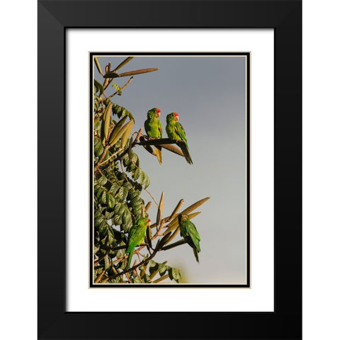 Red-lored Parrots-Costa Rica Black Modern Wood Framed Art Print with Double Matting by Jones, Adam