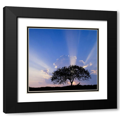 Single tree silhouetted at sunrise-Costa Rica Black Modern Wood Framed Art Print with Double Matting by Jones, Adam