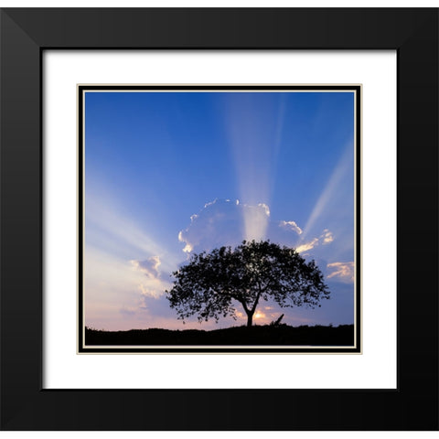 Single tree silhouetted at sunrise-Costa Rica Black Modern Wood Framed Art Print with Double Matting by Jones, Adam