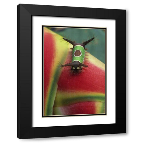 Costa Rica, Caterpillar on Heliconia plant Black Modern Wood Framed Art Print with Double Matting by Rotenberg, Nancy