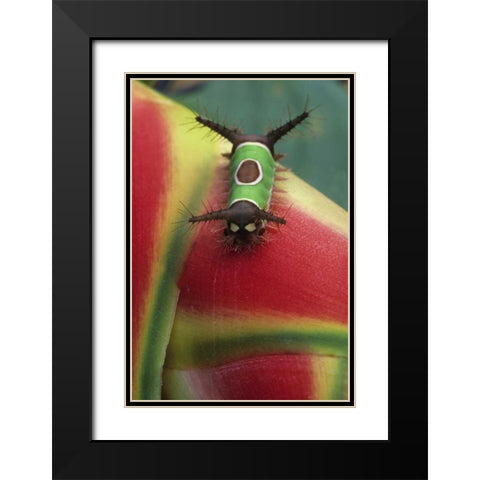 Costa Rica, Caterpillar on Heliconia plant Black Modern Wood Framed Art Print with Double Matting by Rotenberg, Nancy
