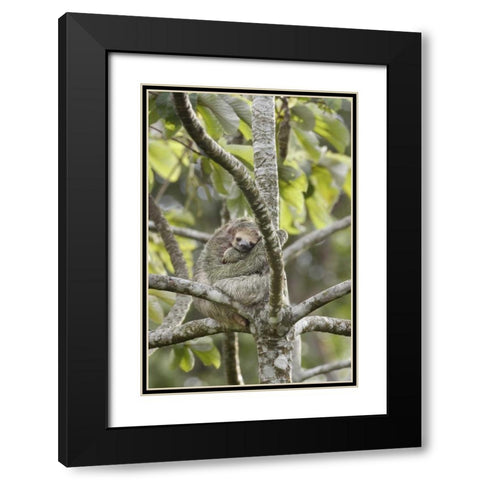 Costa Rica Three-toed sloth rests in a tree Black Modern Wood Framed Art Print with Double Matting by Grall, Don