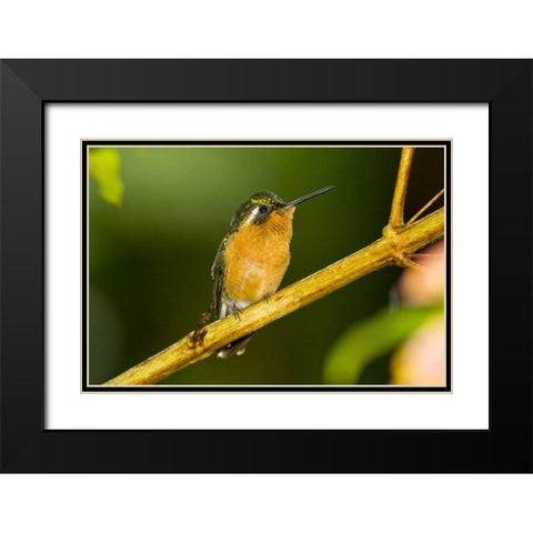 Costa Rica White-throated mountain-gem Black Modern Wood Framed Art Print with Double Matting by Lord, Fred