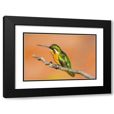 Costa Rica White-throated mountain-gem Black Modern Wood Framed Art Print with Double Matting by Lord, Fred