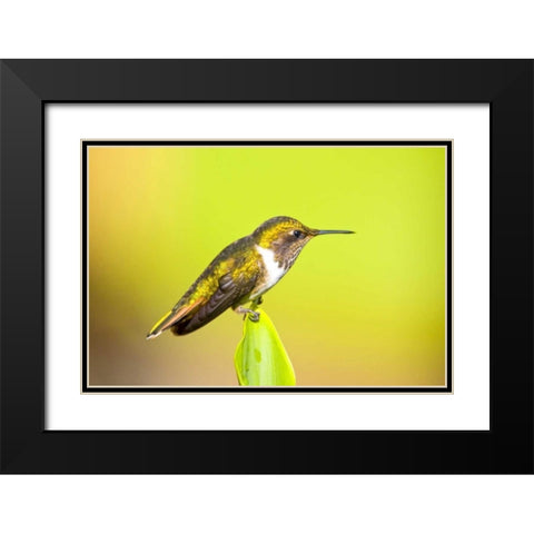 Costa Rica, Rio Savegre Scintillant hummingbird Black Modern Wood Framed Art Print with Double Matting by Lord, Fred