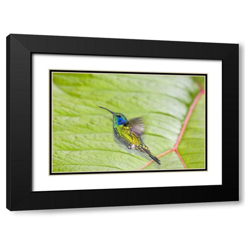 Costa Rica Green violet-ear hummingbird Black Modern Wood Framed Art Print with Double Matting by Lord, Fred