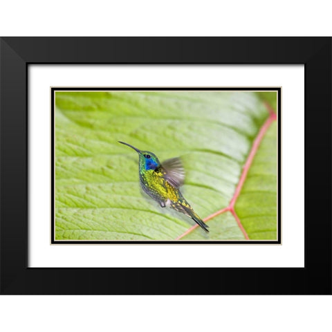 Costa Rica Green violet-ear hummingbird Black Modern Wood Framed Art Print with Double Matting by Lord, Fred