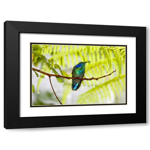 Costa Rica Green violet-ear hummingbird on limb Black Modern Wood Framed Art Print with Double Matting by Lord, Fred