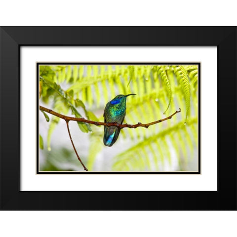 Costa Rica Green violet-ear hummingbird on limb Black Modern Wood Framed Art Print with Double Matting by Lord, Fred