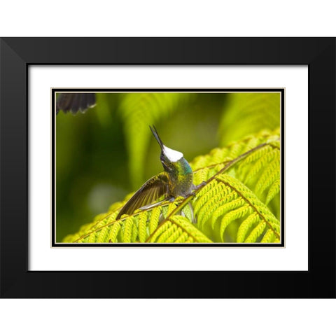 Costa Rica, Male White-throated mountain-gem Black Modern Wood Framed Art Print with Double Matting by Lord, Fred