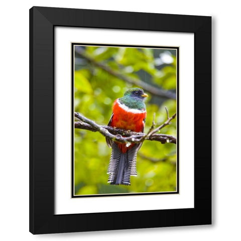 Costa Rica, Rio Savegre Male collared trogon Black Modern Wood Framed Art Print with Double Matting by Lord, Fred