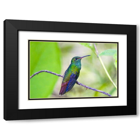 Costa Rica, Sarapiqui Rufous-tailed hummingbird Black Modern Wood Framed Art Print with Double Matting by Lord, Fred