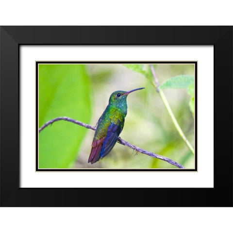 Costa Rica, Sarapiqui Rufous-tailed hummingbird Black Modern Wood Framed Art Print with Double Matting by Lord, Fred