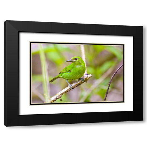 Costa Rica, Sarapiqui Green honeycreeper Black Modern Wood Framed Art Print with Double Matting by Lord, Fred