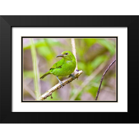 Costa Rica, Sarapiqui Green honeycreeper Black Modern Wood Framed Art Print with Double Matting by Lord, Fred