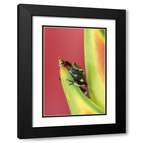 Costa Rica, Frog, Osa Peninsula Black Modern Wood Framed Art Print with Double Matting by Rotenberg, Nancy