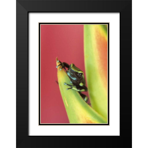 Costa Rica, Frog, Osa Peninsula Black Modern Wood Framed Art Print with Double Matting by Rotenberg, Nancy