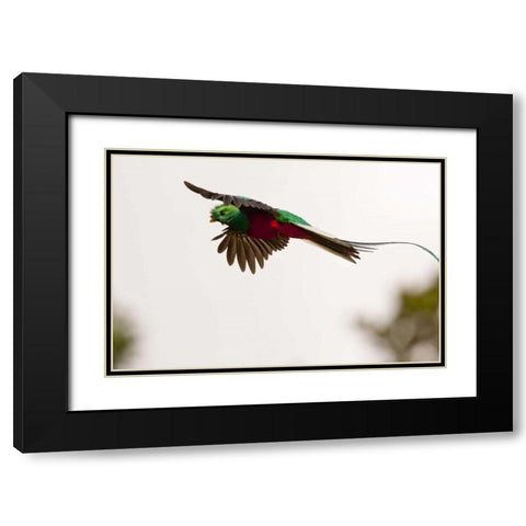Costa Rica Resplendent quetzal in flight Black Modern Wood Framed Art Print with Double Matting by Illg, Cathy and Gordon