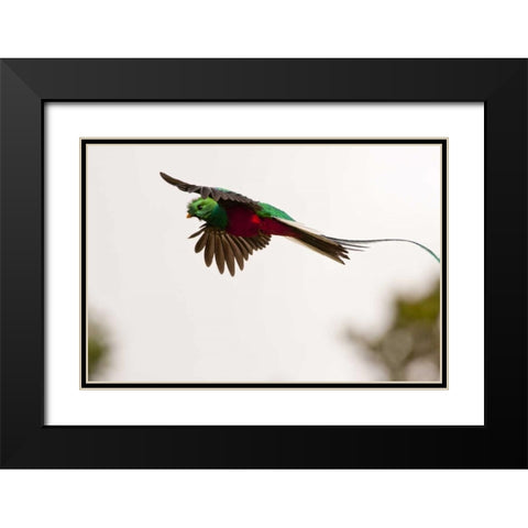 Costa Rica Resplendent quetzal in flight Black Modern Wood Framed Art Print with Double Matting by Illg, Cathy and Gordon