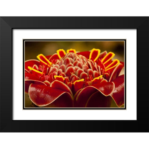 Costa Rica Red torch ginger blossom Black Modern Wood Framed Art Print with Double Matting by Illg, Cathy and Gordon