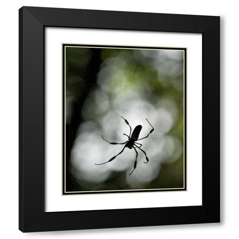 Costa Rica Female golden orb weaver spider Black Modern Wood Framed Art Print with Double Matting by Bush, Marie