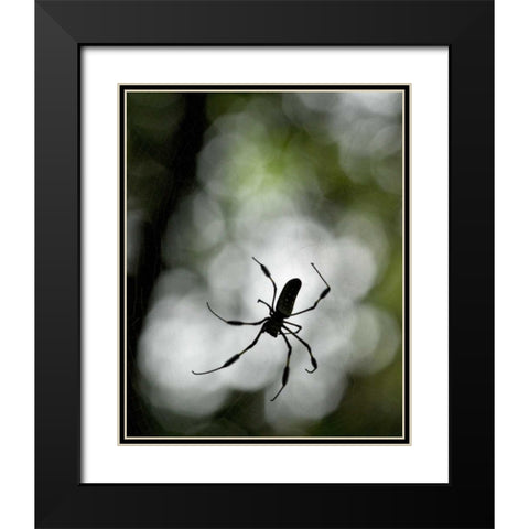 Costa Rica Female golden orb weaver spider Black Modern Wood Framed Art Print with Double Matting by Bush, Marie
