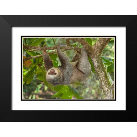 Costa Rica-Two-toed sloth hangs upside down in tree Black Modern Wood Framed Art Print with Double Matting by Jaynes Gallery