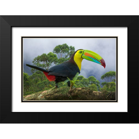 Costa Rica-Composite close-up of keel-billed toucan Black Modern Wood Framed Art Print with Double Matting by Jaynes Gallery