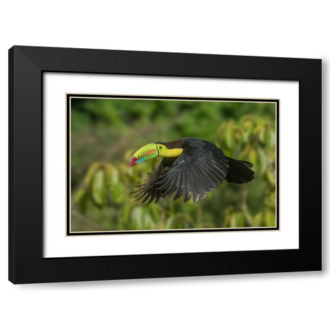 Costa Rica-Keel-billed toucan in flight Black Modern Wood Framed Art Print with Double Matting by Jaynes Gallery