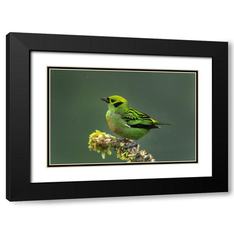 Costa Rica-Emerald tanager bird close-up Black Modern Wood Framed Art Print with Double Matting by Jaynes Gallery