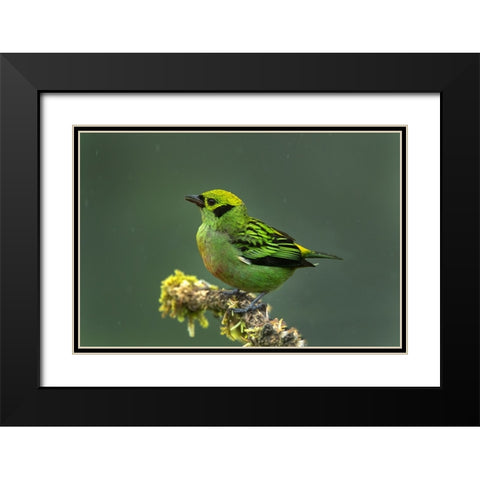 Costa Rica-Emerald tanager bird close-up Black Modern Wood Framed Art Print with Double Matting by Jaynes Gallery