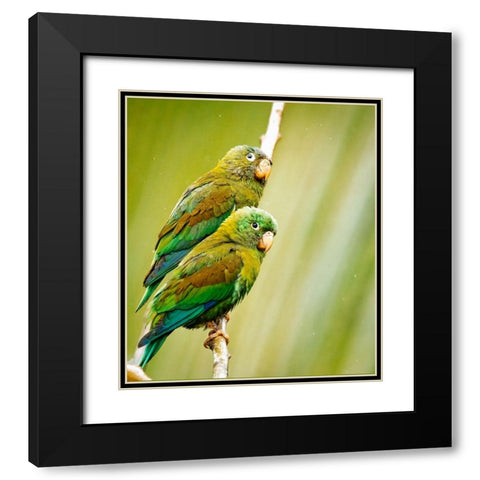 Costa Rica-parakeet perched Black Modern Wood Framed Art Print with Double Matting by Theodore, George and Marilu