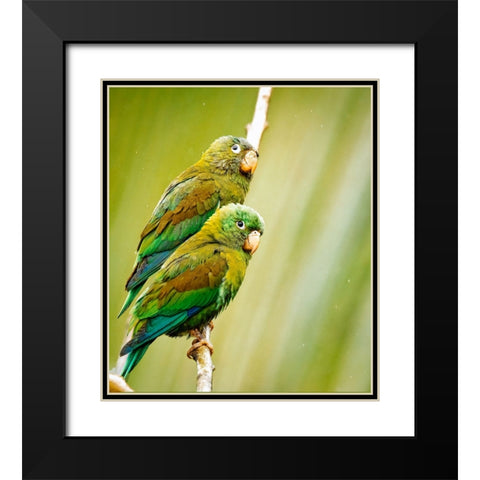 Costa Rica-parakeet perched Black Modern Wood Framed Art Print with Double Matting by Theodore, George and Marilu
