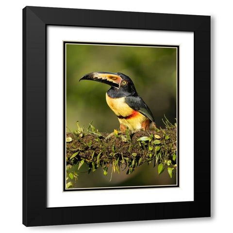 Collared Aracari- perched on branch- Costa Rica- Central America Black Modern Wood Framed Art Print with Double Matting by McDonald, Joe and Maryann