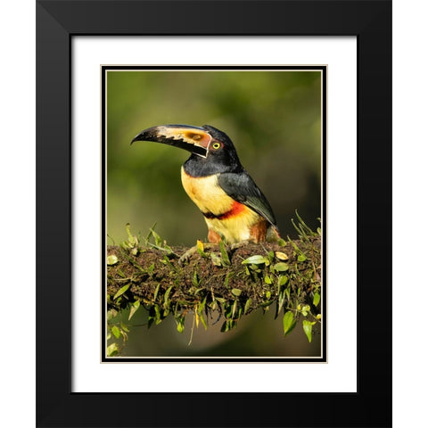 Collared Aracari- perched on branch- Costa Rica- Central America Black Modern Wood Framed Art Print with Double Matting by McDonald, Joe and Maryann