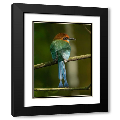 Broad-billed motmot on limb- Costa Rica- Central America Black Modern Wood Framed Art Print with Double Matting by McDonald, Joe and Maryann