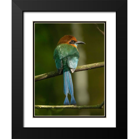 Broad-billed motmot on limb- Costa Rica- Central America Black Modern Wood Framed Art Print with Double Matting by McDonald, Joe and Maryann