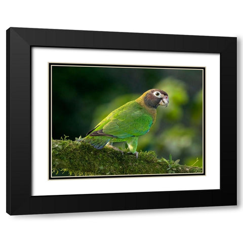 Brown-hooded parrot- Costa Rica- Central America Black Modern Wood Framed Art Print with Double Matting by McDonald, Joe and Maryann