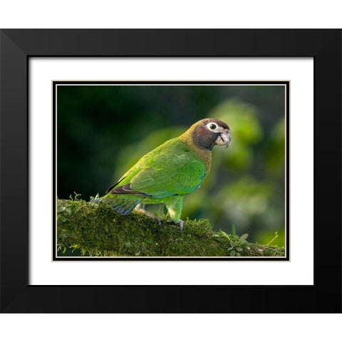 Brown-hooded parrot- Costa Rica- Central America Black Modern Wood Framed Art Print with Double Matting by McDonald, Joe and Maryann
