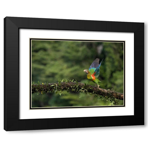 Brown-hooded parrot- Costa Rica- Central America Black Modern Wood Framed Art Print with Double Matting by McDonald, Joe and Maryann