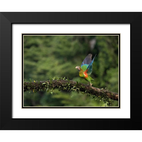 Brown-hooded parrot- Costa Rica- Central America Black Modern Wood Framed Art Print with Double Matting by McDonald, Joe and Maryann